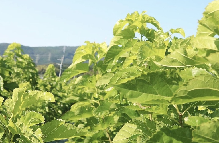 桑茶の効果的な飲み方