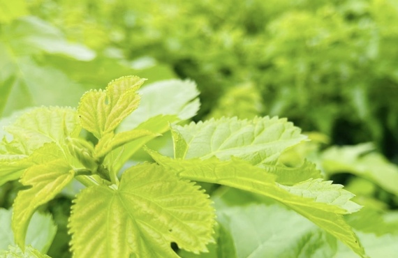 桑茶の効果的な飲み方